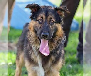 German Shepherd Dog Dogs for adoption in Modesto, CA, USA