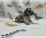 Small Photo #15 French Bulldog Puppy For Sale in NEWARK, NJ, USA