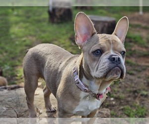 French Bulldog Puppy for Sale in OROVILLE, California USA