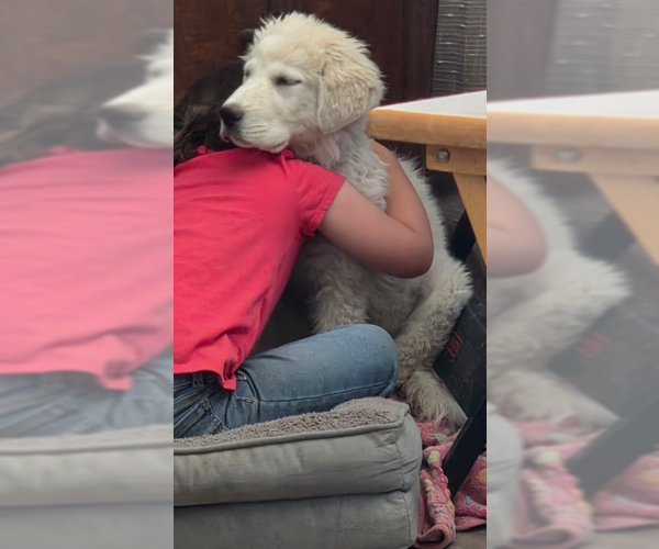 Medium Photo #1 Great Pyrenees Puppy For Sale in MIDWAY, UT, USA