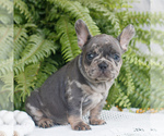 Small #1 French Bulldog