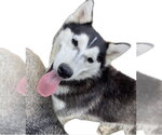 Small #8 Gerberian Shepsky