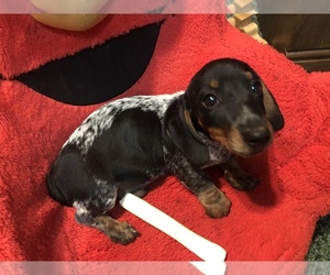 Dachshund Puppy for sale in BENNINGTON, OK, USA