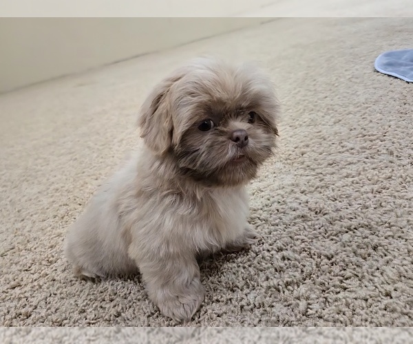 Medium Photo #6 Shih Tzu Puppy For Sale in CARLYLE, IL, USA