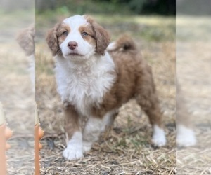 Aussie-Poo-Miniature Bernedoodle Mix Puppy for Sale in BLUE SPRINGS, Missouri USA