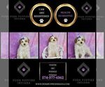 Small Photo #30 Poodle (Toy) Puppy For Sale in WARSAW, IN, USA
