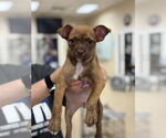 Small Boston Terrier Mix