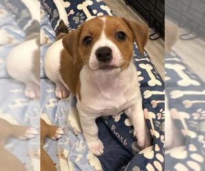 Chiweenie Dogs for adoption in Los Angeles, CA, USA