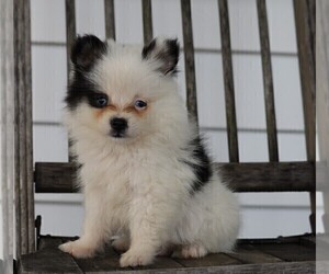 Pomsky Puppy for sale in FREDERICKSBG, OH, USA
