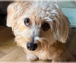 Small #1 Mutt
