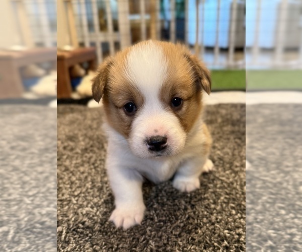 Medium Photo #1 Pembroke Welsh Corgi Puppy For Sale in GRAND RAPIDS, MI, USA
