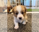 Puppy GoodFriday2M Pembroke Welsh Corgi