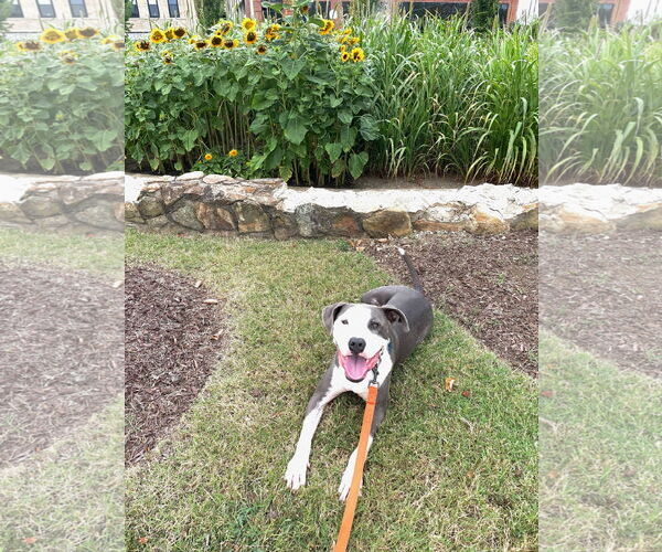 Medium Photo #2 Mutt Puppy For Sale in Holly Springs, NC, USA