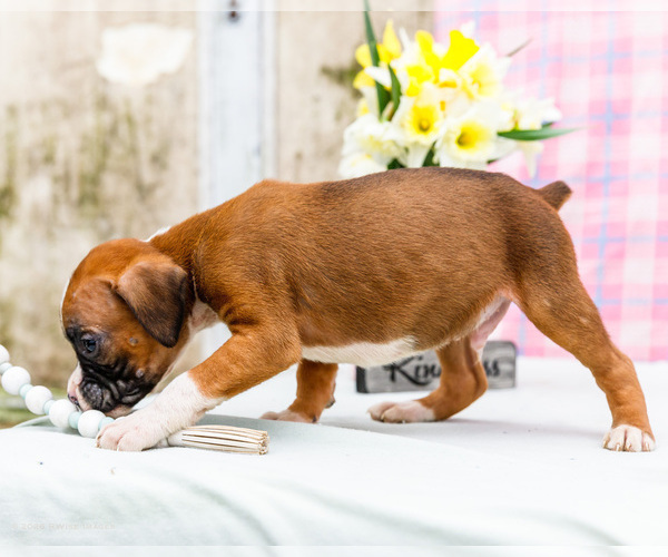 Medium Photo #11 Boxer Puppy For Sale in WAKARUSA, IN, USA