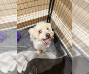 Poodle (Standard)-Unknown Mix Dogs for adoption in Jackson Township, NJ, USA