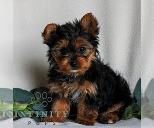 Yorkshire Terrier Puppy for sale in REINHOLDS, PA, USA