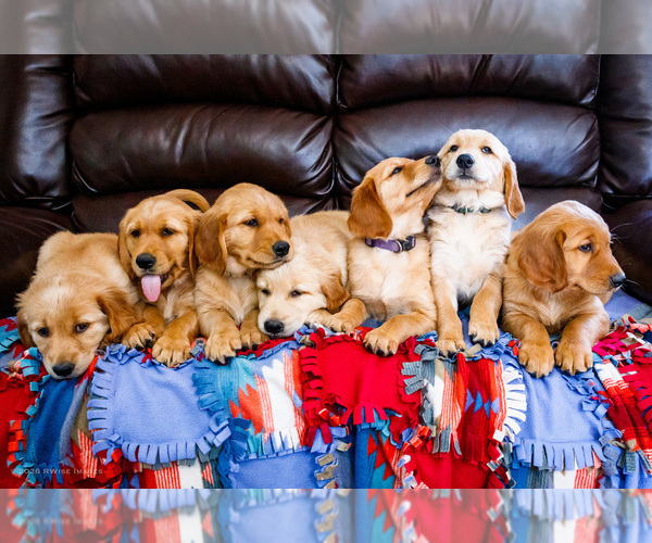 Medium Photo #1 Golden Retriever Puppy For Sale in WAKARUSA, IN, USA