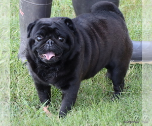 Father of the Pug puppies born on 05/28/2025