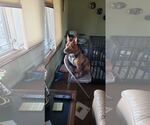 Small Photo #9 American Pit Bull Terrier-Staffordshire Bull Terrier Mix Puppy For Sale in Fuquay-Varina, NC, USA