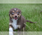 Small #2 Miniature Australian Shepherd