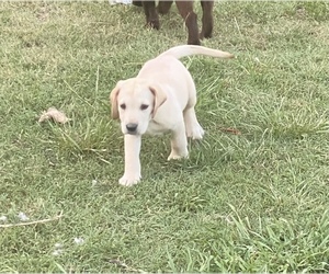 Labrador Retriever Puppy for sale in SPARTANBURG, SC, USA