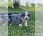 Small Photo #4 Australian Shepherd-Beagle Mix Puppy For Sale in ROSHARON, TX, USA
