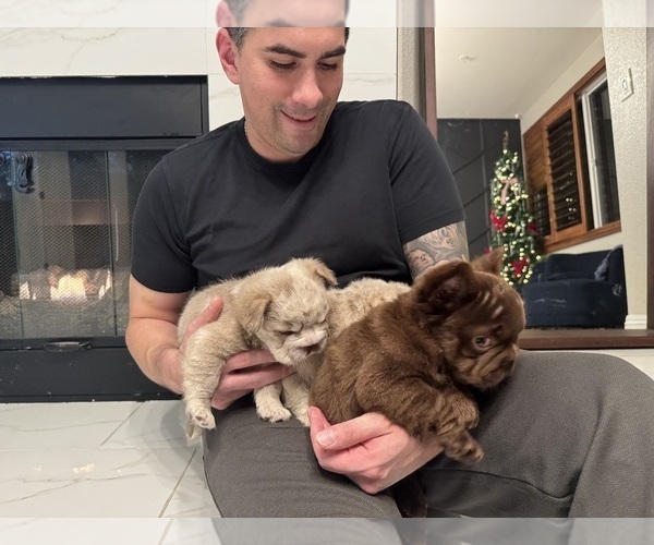 Medium Photo #7 French Bulldog Puppy For Sale in SAN DIEGO, CA, USA