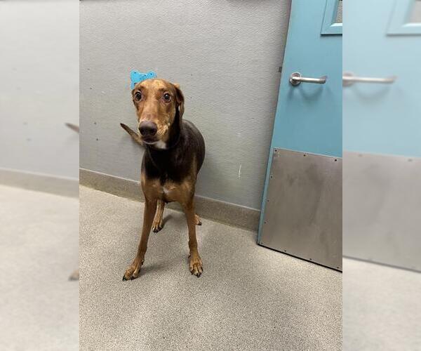 Medium Photo #1 Doberman Pinscher-Unknown Mix Puppy For Sale in Las Vegas, NV, USA