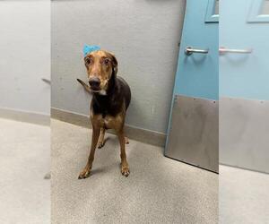 Doberman Pinscher-Unknown Mix Dogs for adoption in Las Vegas, NV, USA