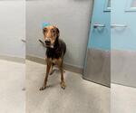Small Doberman Pinscher Mix