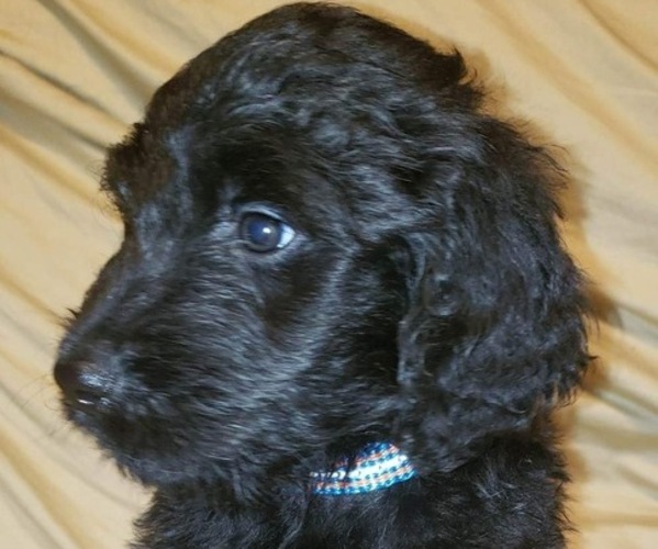 Medium Photo #2 Goldendoodle Puppy For Sale in HARRISBURG, AR, USA