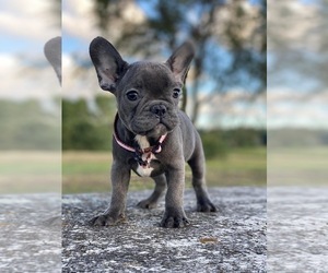 French Bulldog Puppy for sale in BROOKLYN, NY, USA