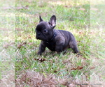 Small #6 French Bulldog