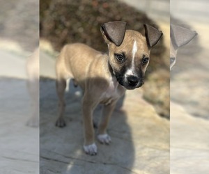 Acorn - Male Mutt Dog for Adoption - Photo #4