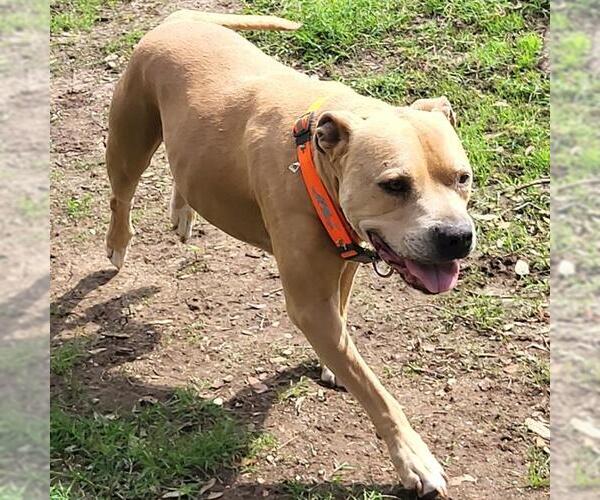 Medium Photo #1 American Staffordshire Terrier-Unknown Mix Puppy For Sale in San Antonio, TX, USA