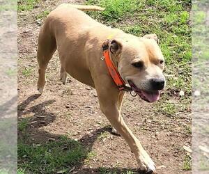 American Staffordshire Terrier-Unknown Mix Dogs for adoption in San Antonio, TX, USA