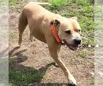 Small American Staffordshire Terrier Mix