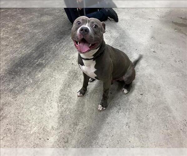 Medium Photo #1 American Pit Bull Terrier Puppy For Sale in Fort Wayne, IN, USA