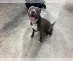 Small American Pit Bull Terrier
