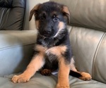Puppy 11 German Shepherd Dog