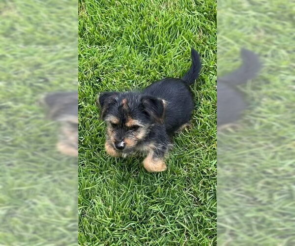 Medium Photo #4 Dachshund-Unknown Mix Puppy For Sale in FRAMINGHAM, MA, USA