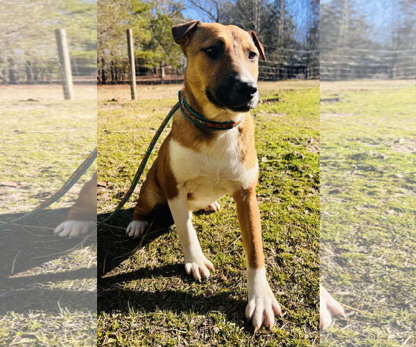 Medium Photo #7 Mutt Puppy For Sale in Holly Springs, NC, USA