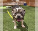Small American Bulldog Mix