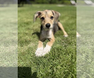 Mutt Dogs for adoption in The Woodlands, TX, USA
