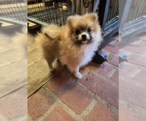 Pomeranian Puppy for sale in MARLTON, NJ, USA