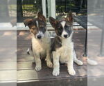 Small #2 German Shepherd Dog Mix