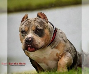 Father of the American Bully puppies born on 03/13/2022