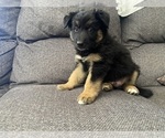 Small #13 German Shepherd Dog