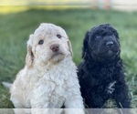 Small Photo #9 Golden Mountain Doodle  Puppy For Sale in BERTHOUD, CO, USA
