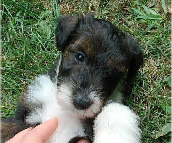 Medium Photo #3 Collie-Poodle (Miniature) Mix Puppy For Sale in PERU, IN, USA